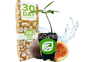 Brown Turkey Fig - Ficus carica by Wellspring Gardens - Sweet Bronze Fruit - Mediterranean Garden - Resilient Fruit Tree - Self-Pollinating Fig Tree - Ornamental Fruit Tree