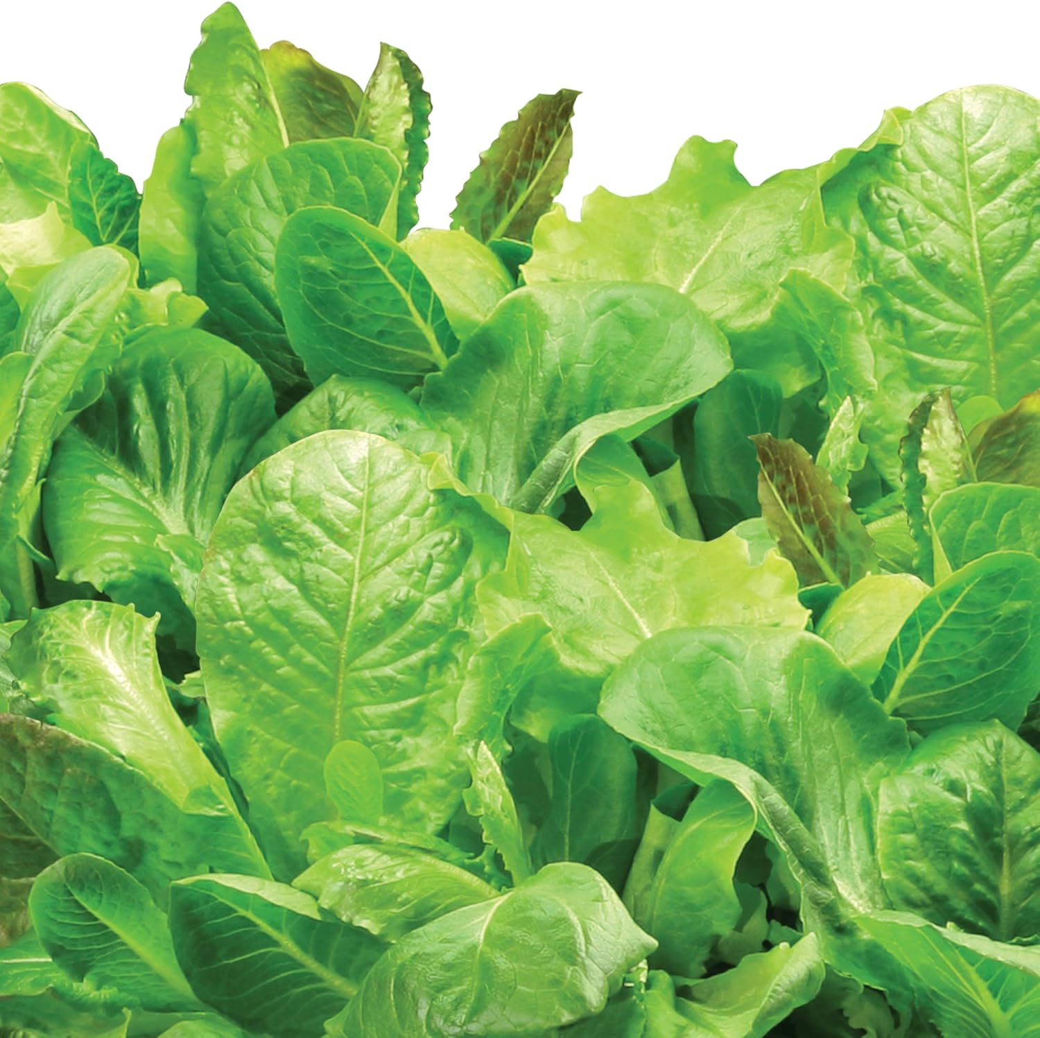 AeroGarden Salad Greens Mix Seed Pod Kit, 6 : Garden & Outdoor