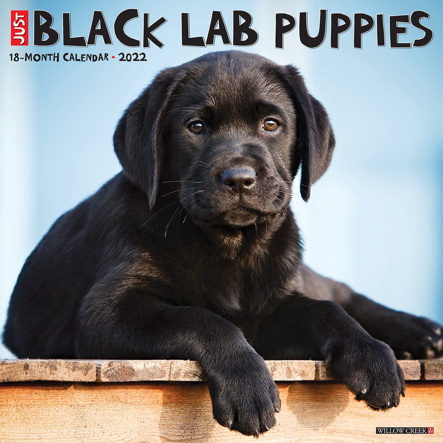labrador puppies amazon