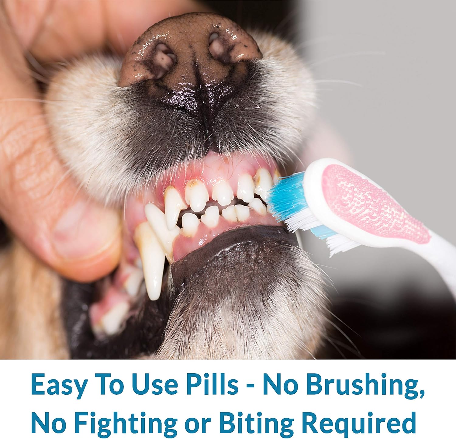 BestLife4Pets Oral Health for Dogs Dental Remedy - Highly Effective Natural Treatment for Inflammatory & Ulcerative Ailments, Stomatitis and Gingivitis. No Smell, No Side Effects : Pet Supplies
