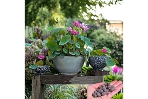 15pcs Mixed Pink, Red & Green Color Bowl Lotus Seeds for Planting Beautiful Water Plants for Indoor Bonsai, Outdoor Ponds (Lo