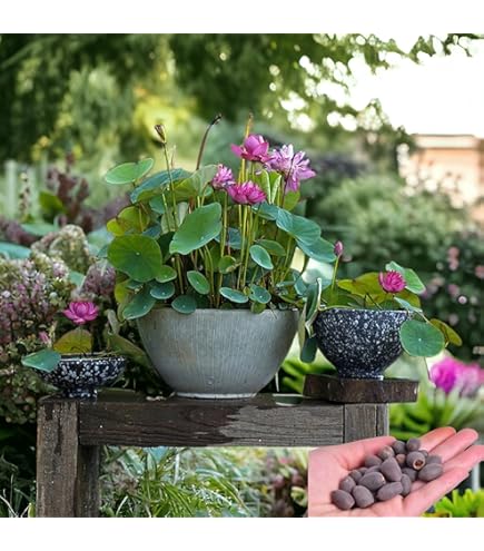 Amazon.com : ZEshops 20pcs Mixed Pink, Red & Green Color Bowl