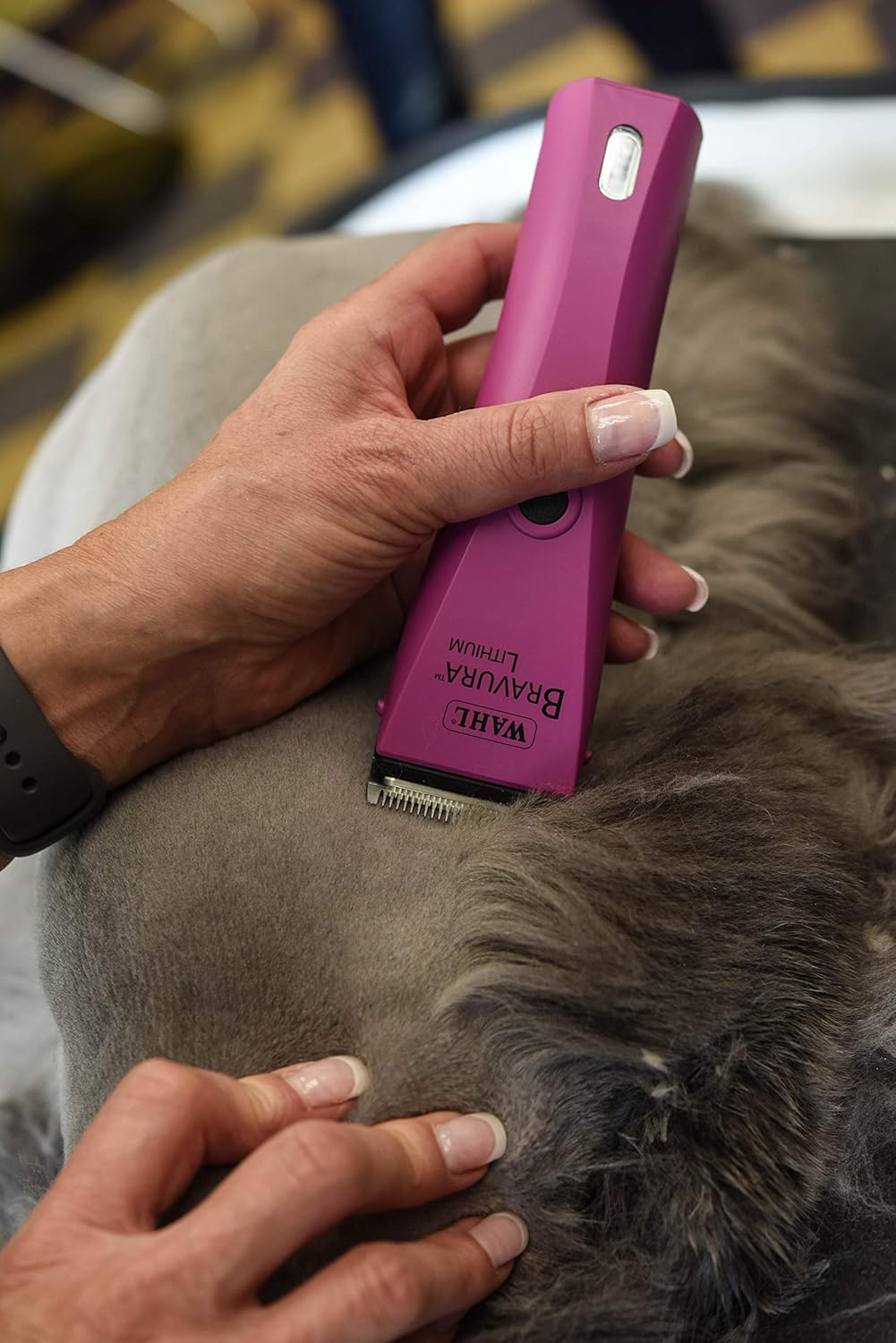 Why Your Dog’s Coat Gets Matted — and What You Can Do About It Wet