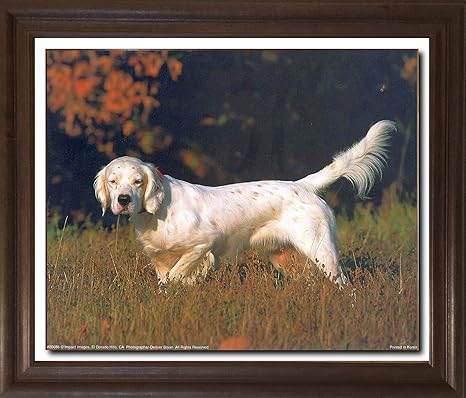 Amazon 英語セッター犬denver Bryan Wild動物画像ブラウン額入り壁装飾アートプリントポスター 19 X 23 アートフレーム ポスター オンライン通販