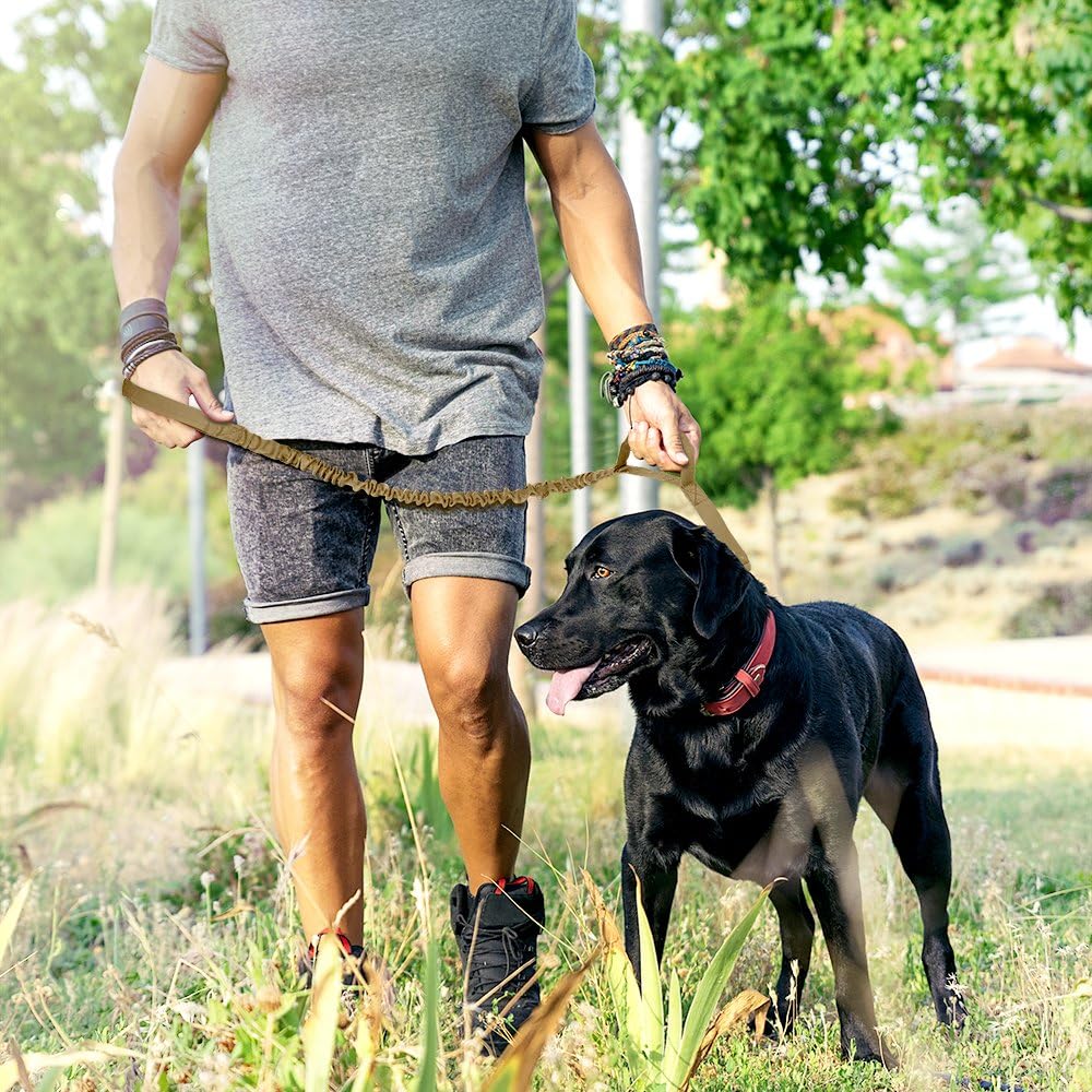 OutdoorMaster Bungee Dog Leash, Improved Dog Safety & Comfort (Tan) : Pet Supplies