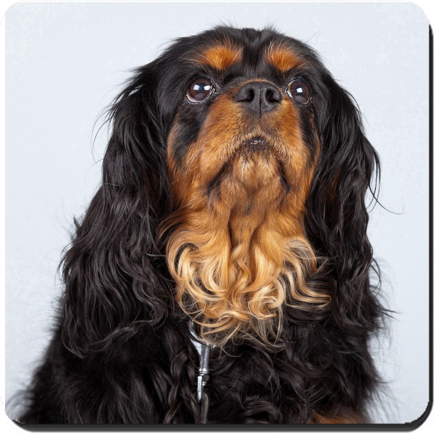senior cavalier king charles spaniel