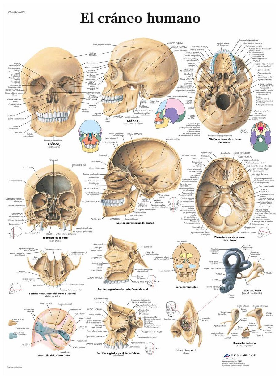 3B Scientific VR3131UU Printed On Paper, The Human Skull