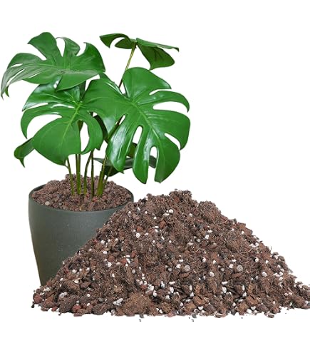 Amazon.com : Gardenera Monstera ADANSONII Plant Soil: Expert Blend for  Optimal Growth & Root Development - 20 Quart : Patio, Lawn & Garden
