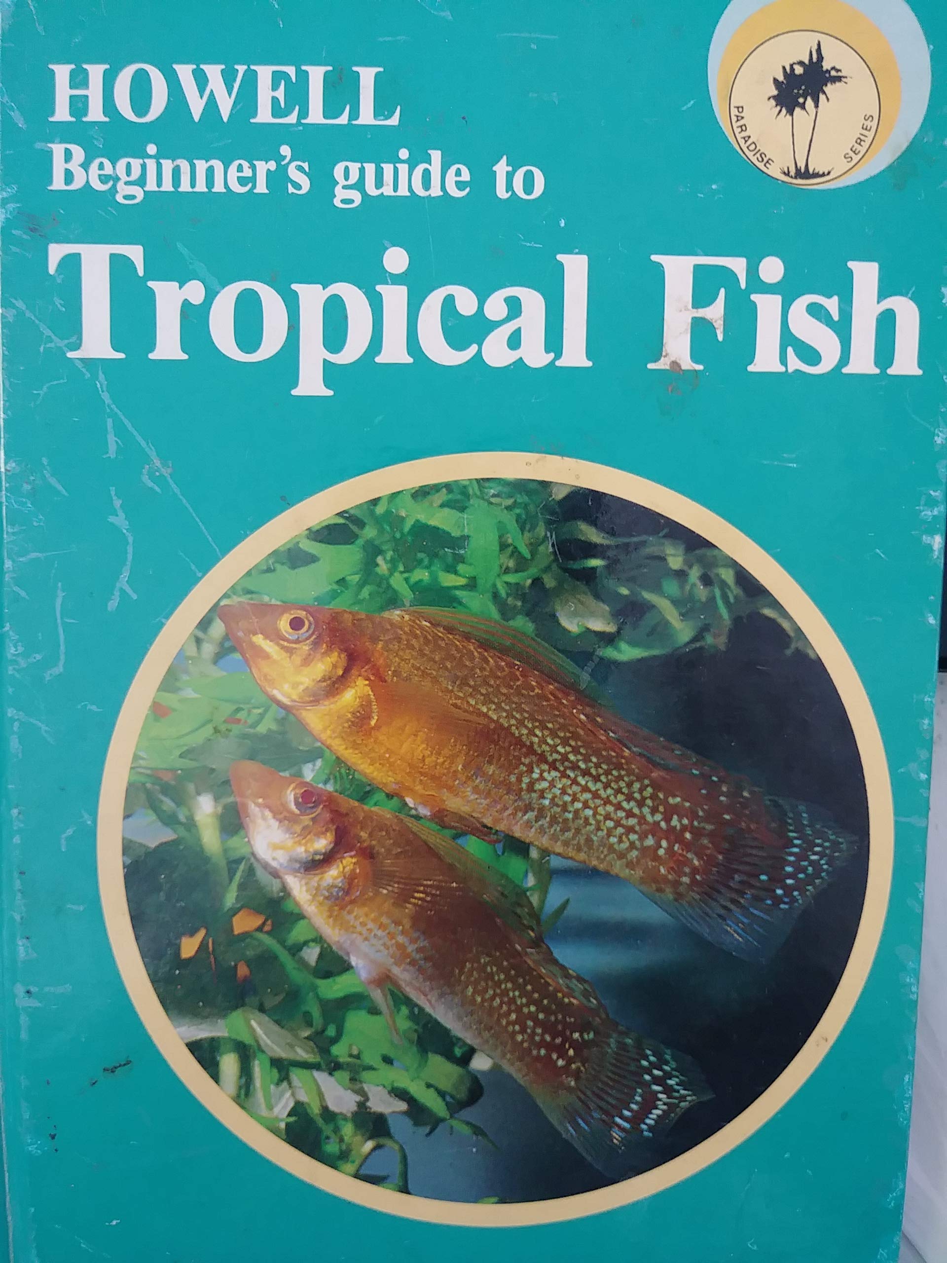 basic tropical fish