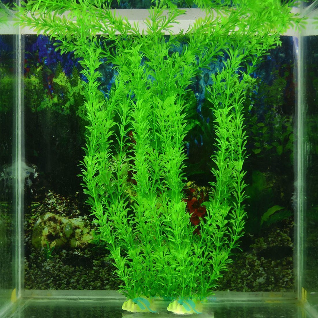 online aquarium plant store