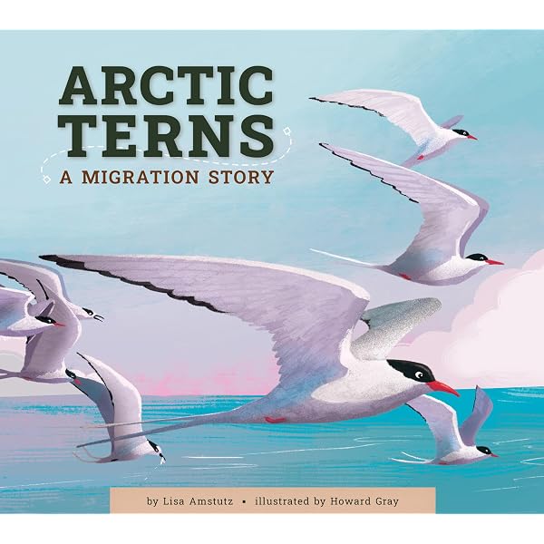 Arctic Terns: A Migration Story: Amstutz, Lisa, Gray, Howard