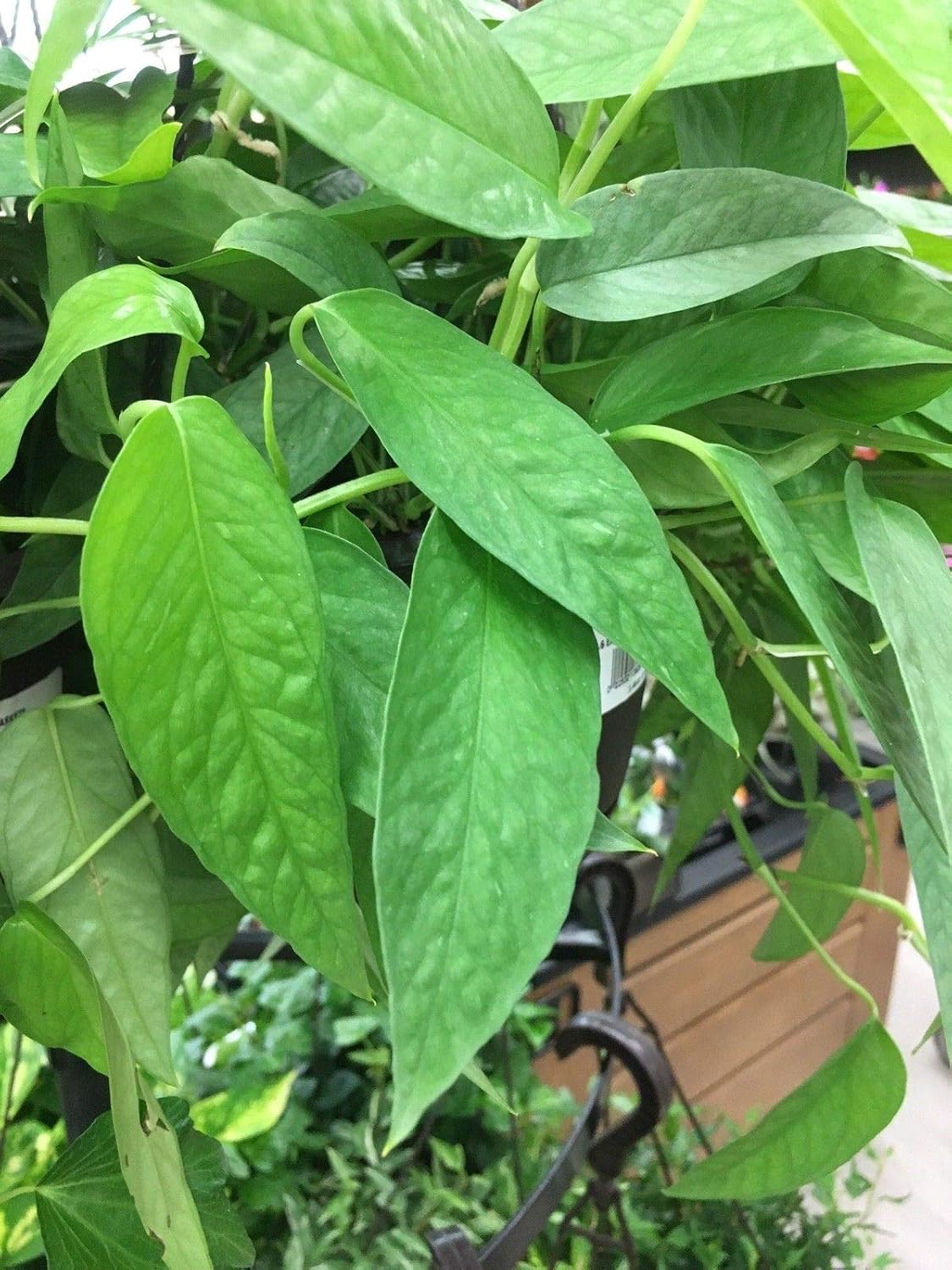 Desconocido Semillas: Las estacas odendron Combo! Grazielae ...