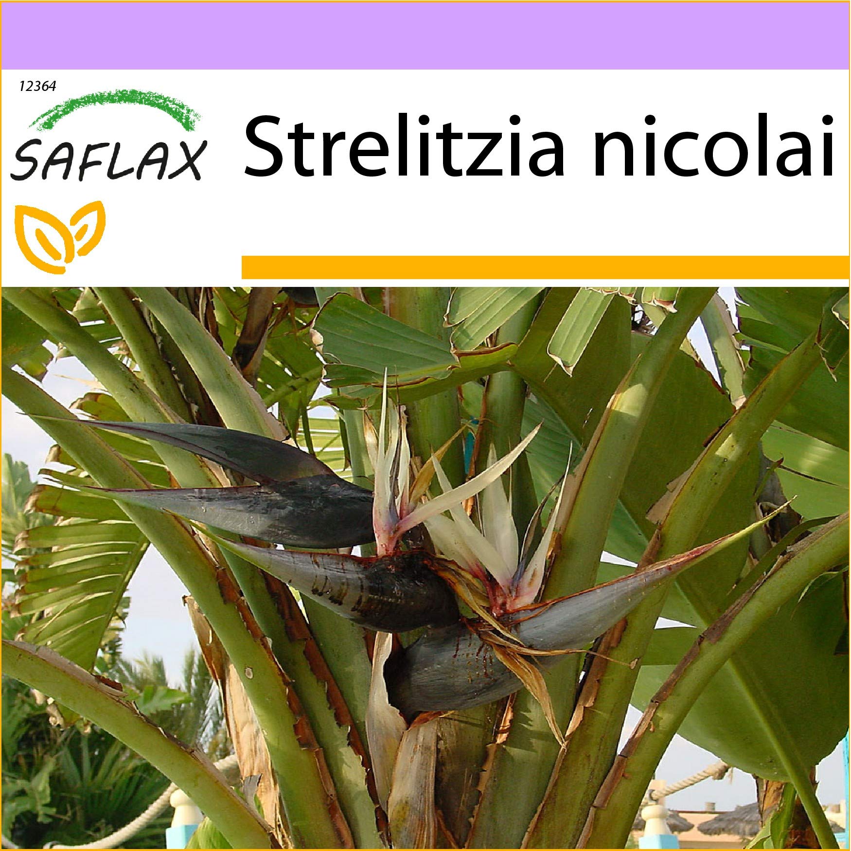 strelitzia nicolai tree Giant Bird of Paradise