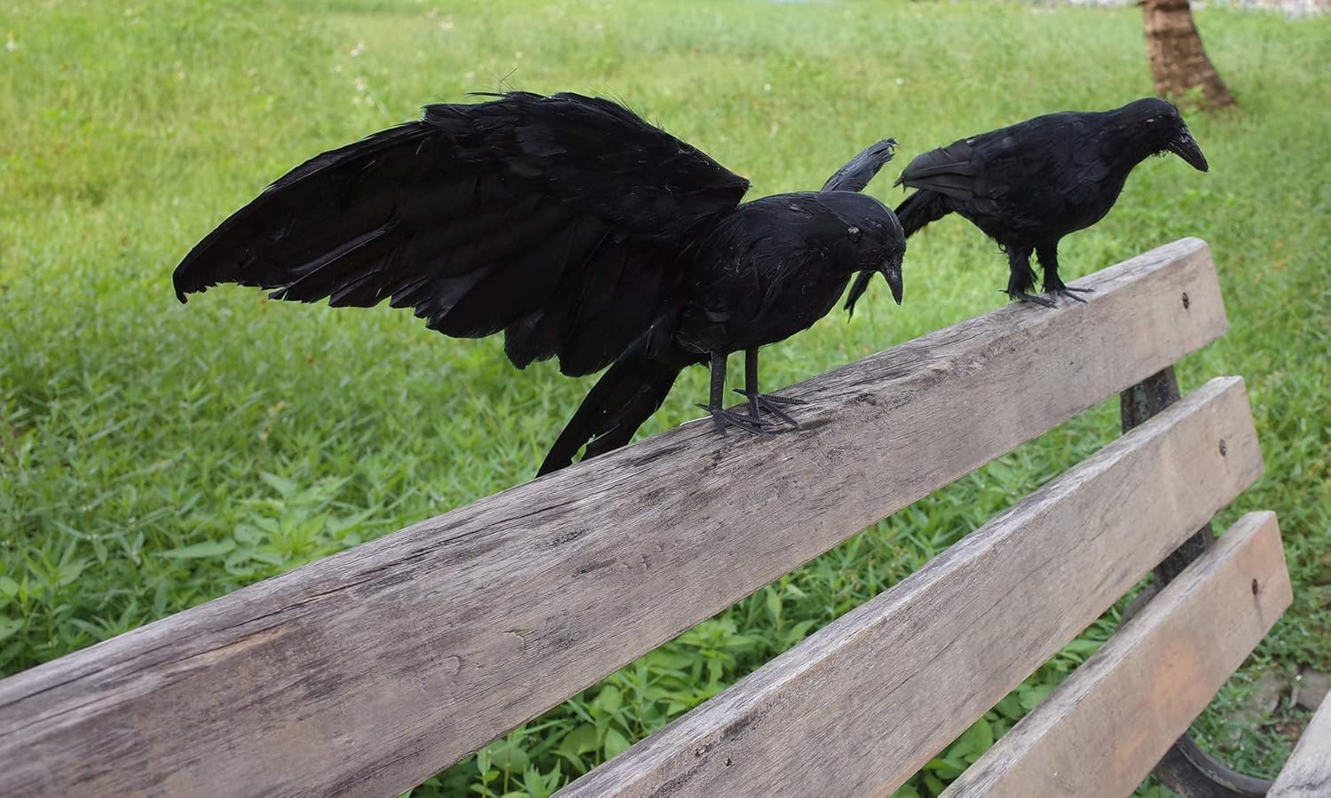 2-Pack Realistic Crows Lifesize Extra Large Handmade Black Feathered Crow for Halloween Decorations Birds, L (13 inch+12 inch) : Garden & Outdoor