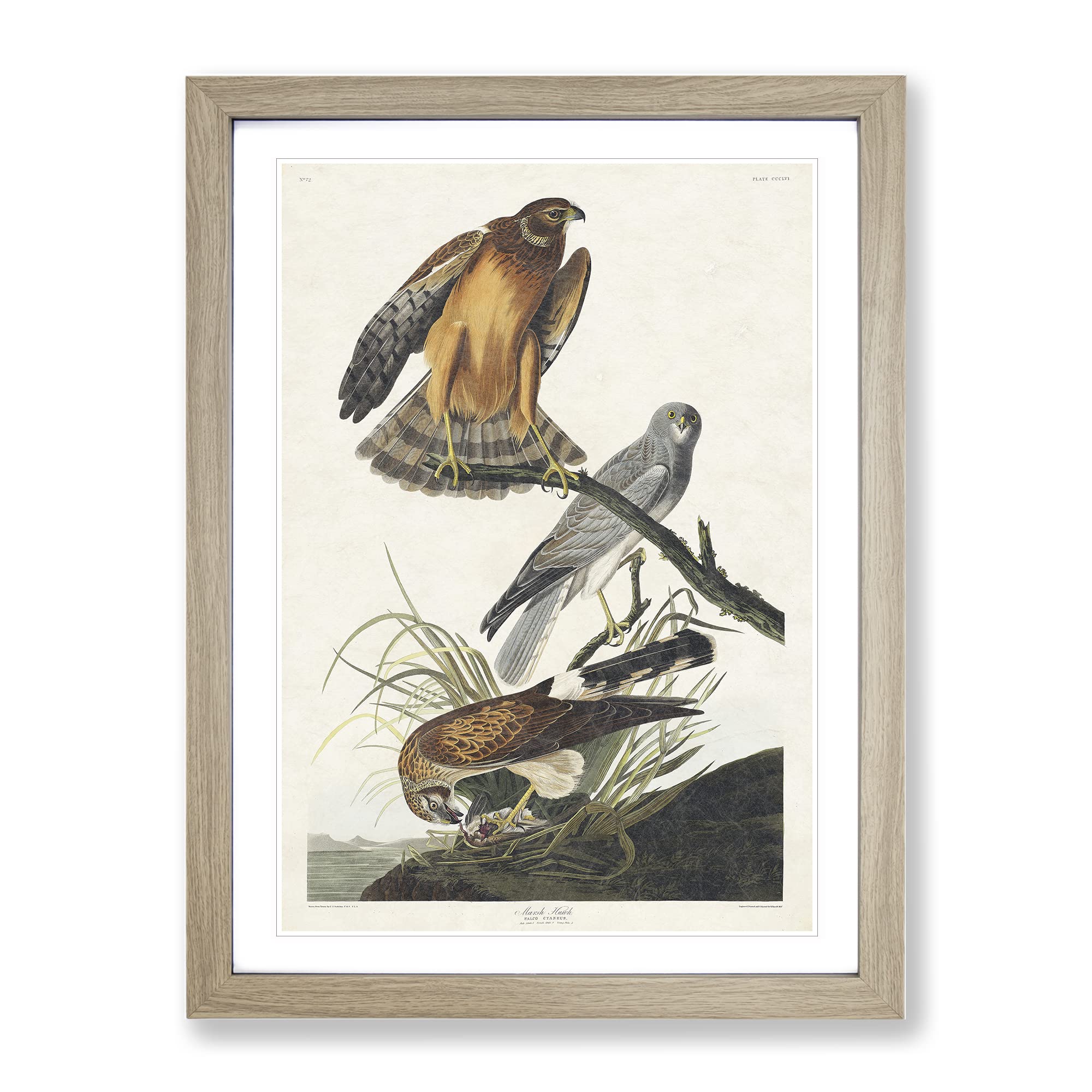 Marsh Hawks By John James Audubon Vintage Framed Wall Art Print, Ready to Hang Picture for Living Room Bedroom Home Office Décor, Oak A4 (34 x 25 cm)