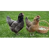 6 Barnyard Mix Chicken Hatching Eggs By Fox Peak Outdoor Supply LLC. (Over 20+ Breeds of Chickens)