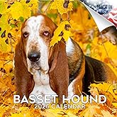 Basset Hound Calendar 2026 – 16-Month Dog Breed Wall Calendar by MegaCalendars – Large Daily Blocks, Thick No-Bleed Paper, Made in USA