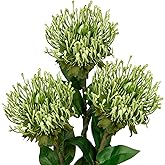 Hollyone 3Pcs Green Artificial Flowers Mums Spider Mum Flower 28.3'' Long Stem Fake Chrysanthemum Flowers Leucospermum Cordifolium Arrangement Faux Pincushion Flower for Office Bouquet Room Home Decor