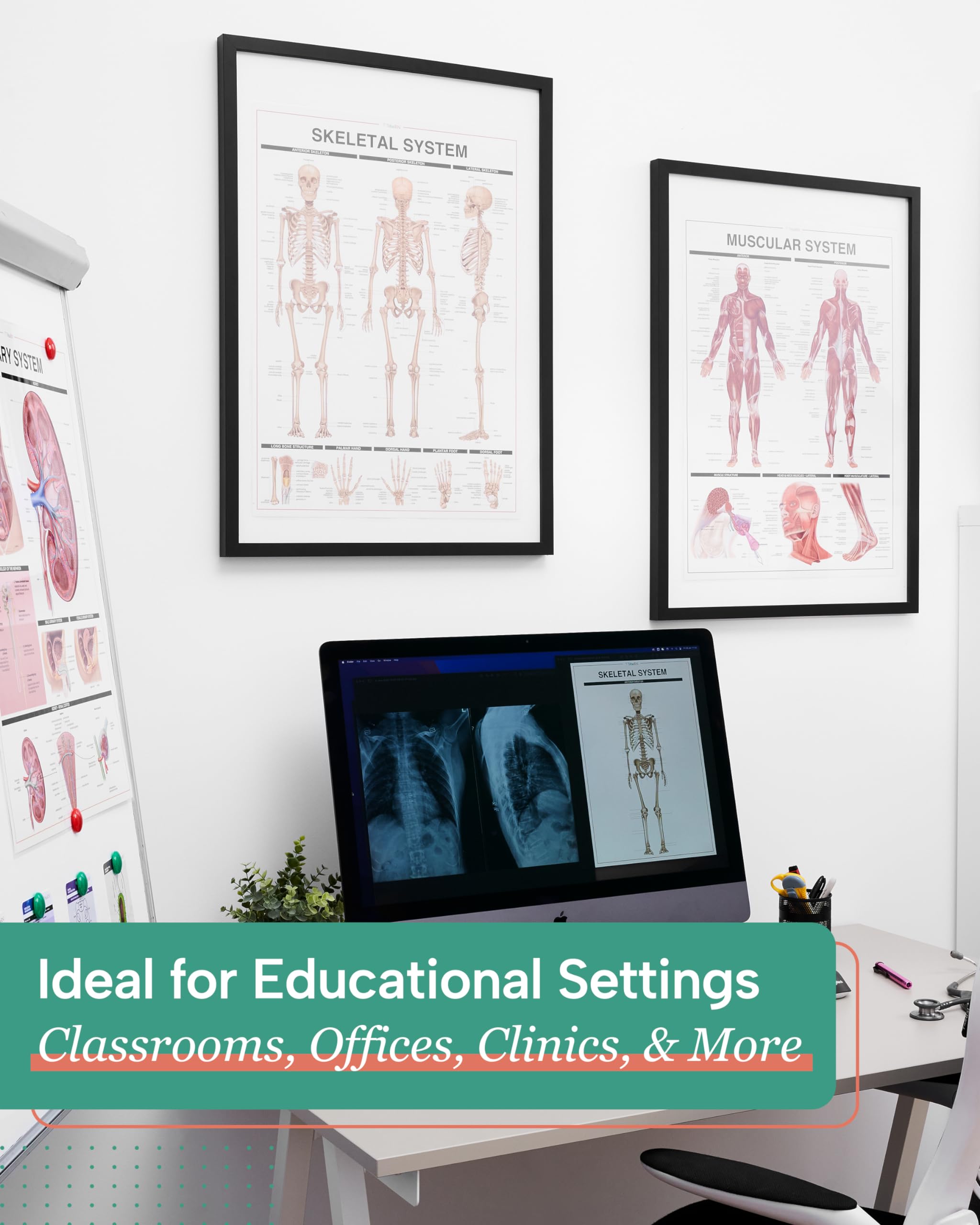 Mua Tribe RN Human Anatomy Posters - Set of 12 Vibrant, Laminated Wall ...