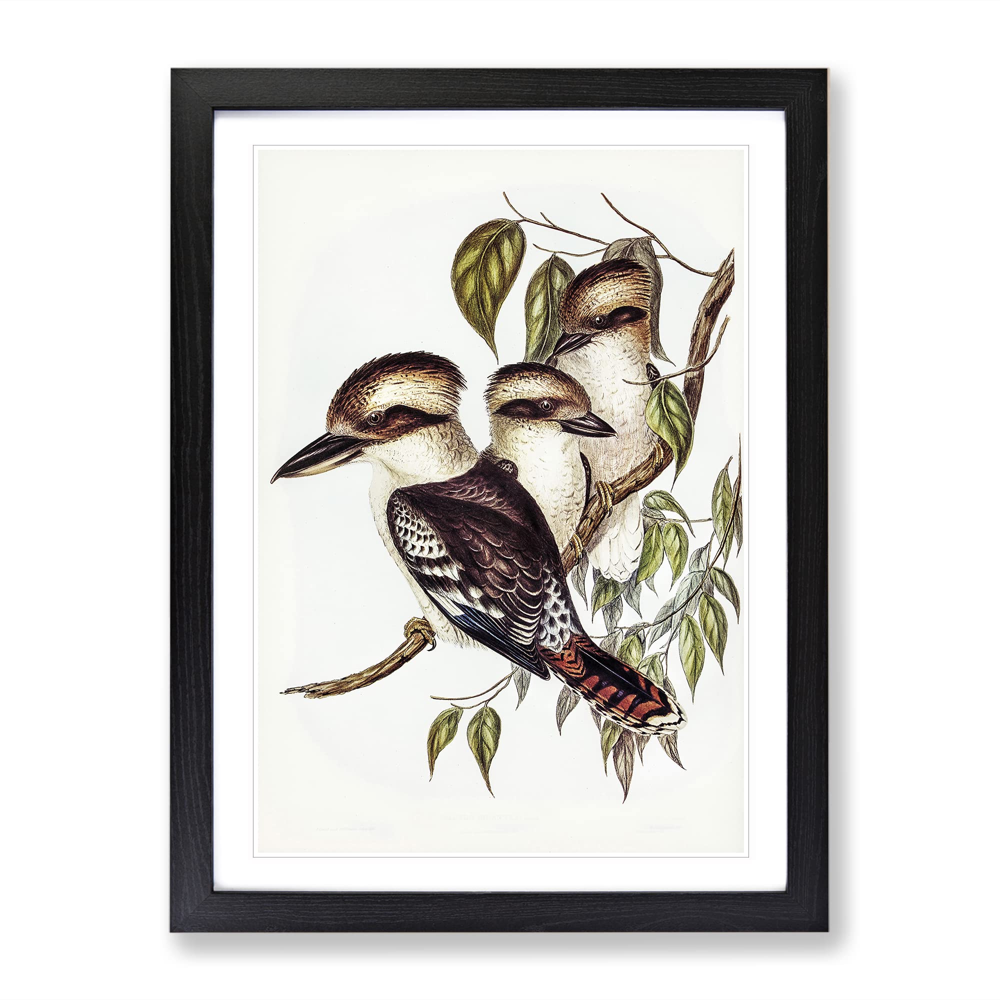 Great Brown Kingfishers By Elizabeth Gould Vintage Framed Wall Art Print, Ready to Hang Picture for Living Room Bedroom Home Office Décor, Black A4 (34 x 25 cm)