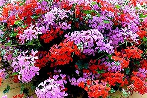 Ivy Geranium Speedy Beautiful and Rare Flower 35+ Seeds Mixed Colors,
