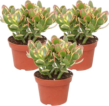 3x Crassula ovata"Sunset" | Arbre de Jade | Plante succulente | Hauteur