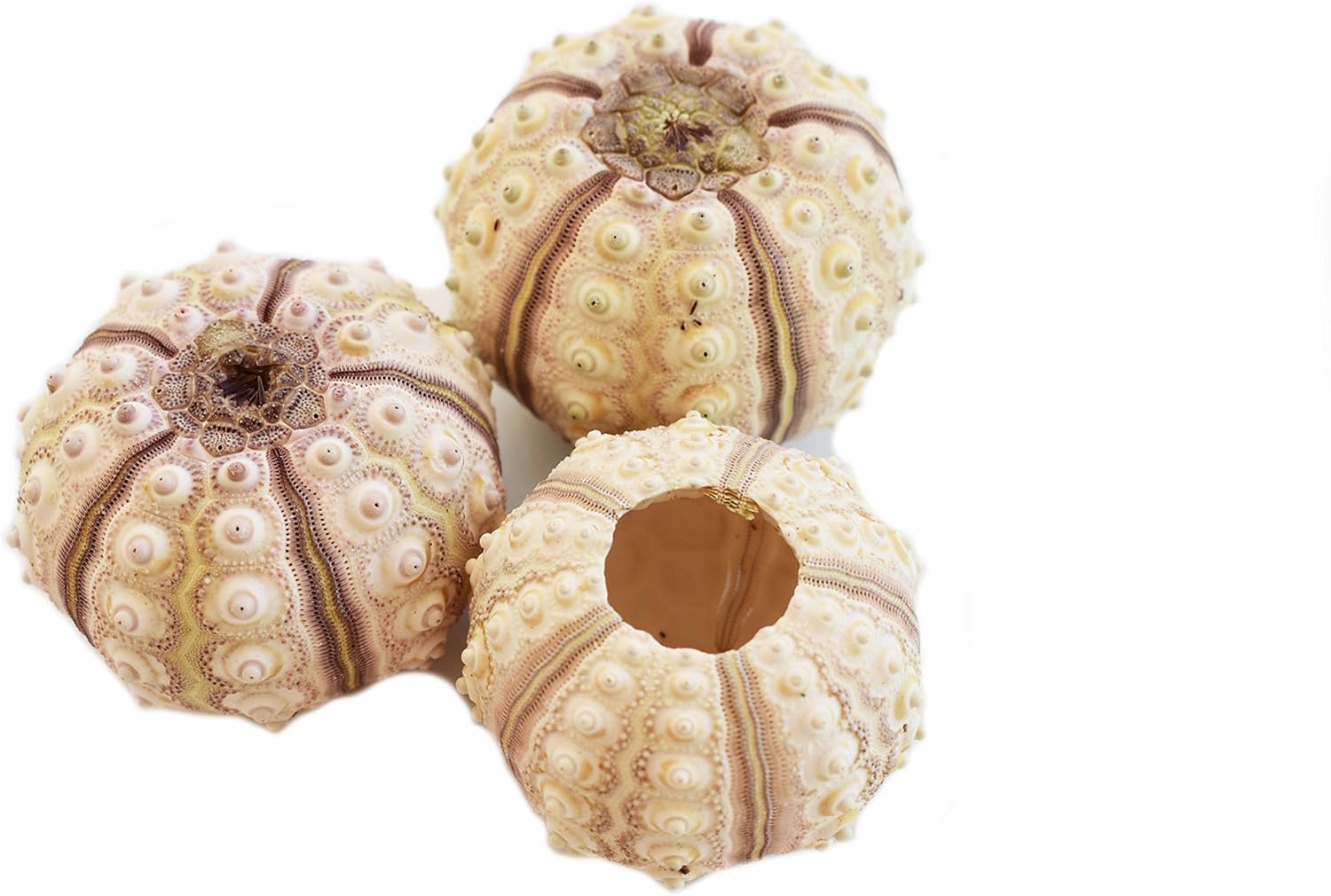 Amazon Com Set Of 3 Sputnik Sea Urchin Shells 1 1 75 Beach