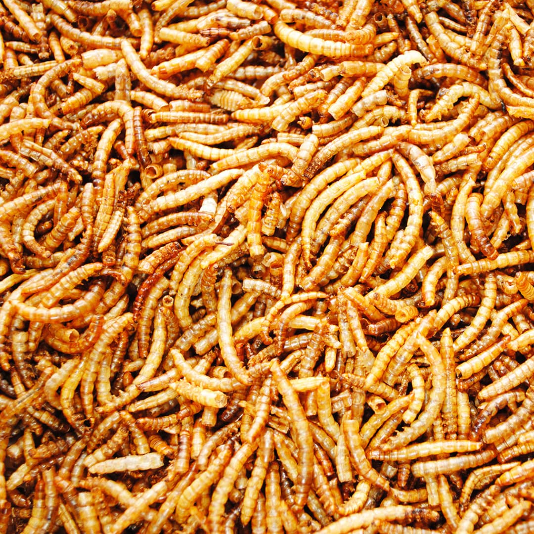 UK GROW 4L Premium value Dried Mealworms (4L)