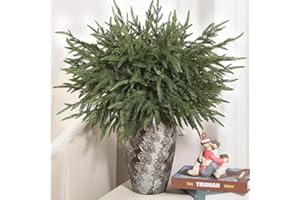 Alupssuc 21 Inch Real Touch Norfolk Pine Branch, 12 Pcs Norfolk Pine Stems, Christmas Greenery Stems for Vase DIY/Garland Making/Table Decoration, Christmas Decoration for Indoor, Outdoor & Home