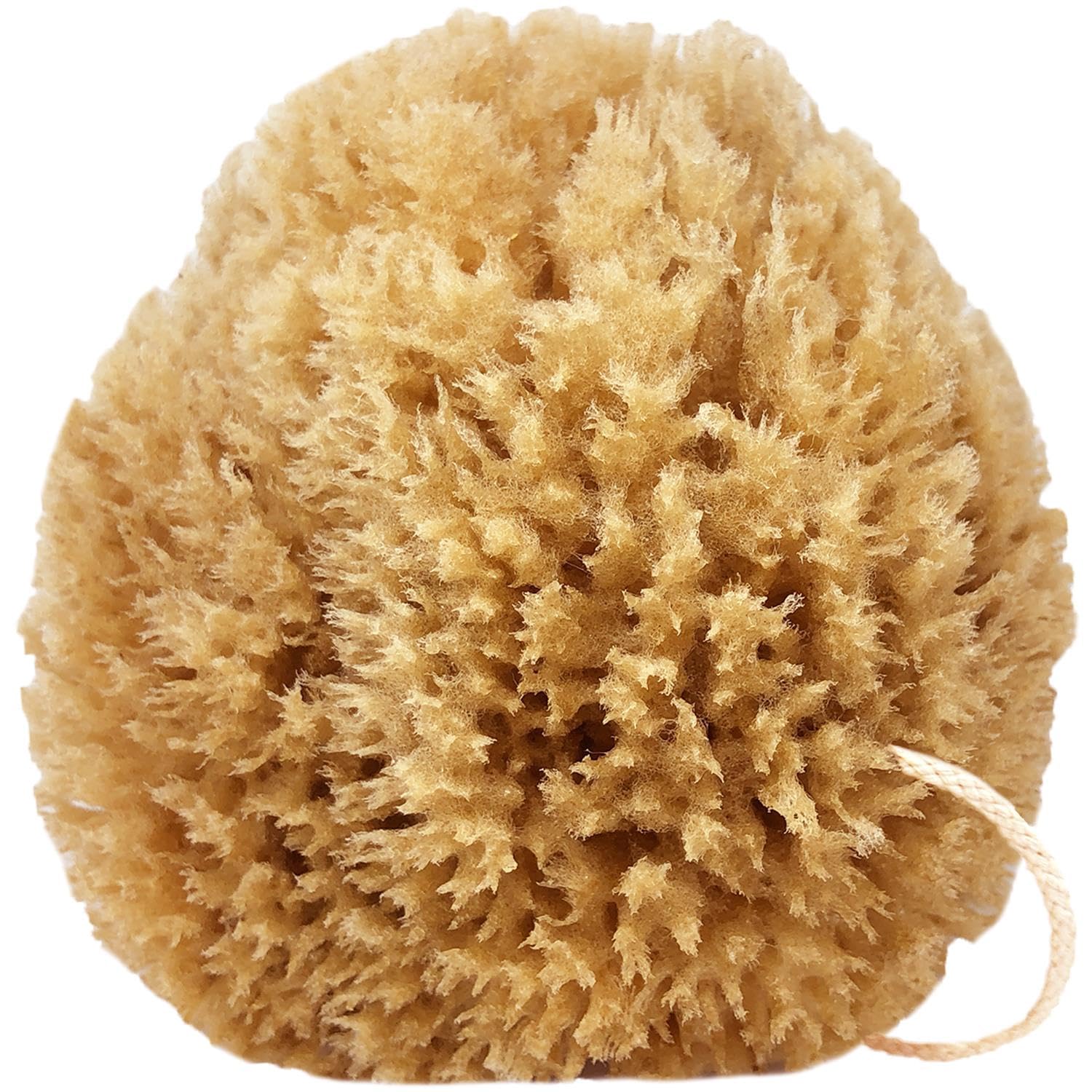 Givereldi Power Exfoliator Natural Sea Sponge - Strong, Durable, Unbleached, Pouf and Scrub with Rope - 100% Organic & Hypoallergenic - Adult Bath, Shower, Exfoliating, Art, Pets, Gift (Medium)