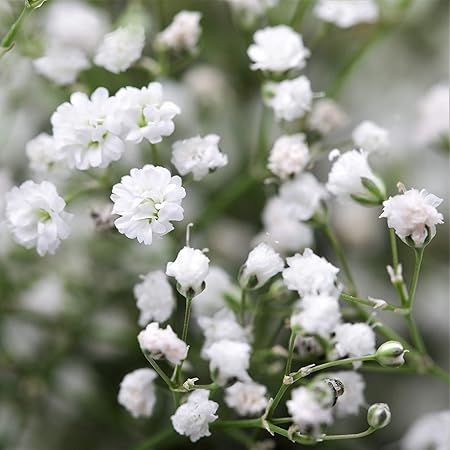 Golden Hills Farm (AVG 500-1000)seeds Gypsophila Snow White (Winter) Flower Seeds