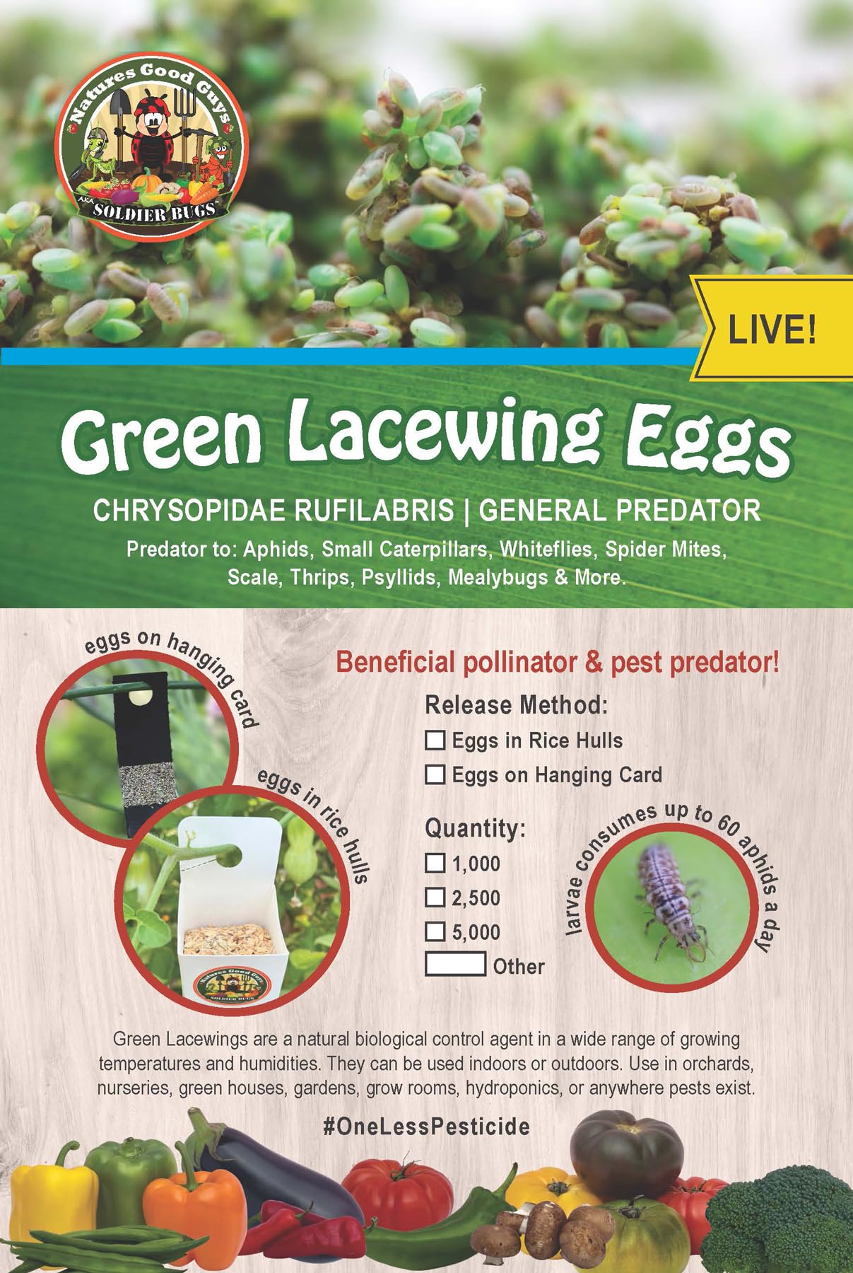 Green Lacewing 1000 Eggs - Good Bugs - Aphid