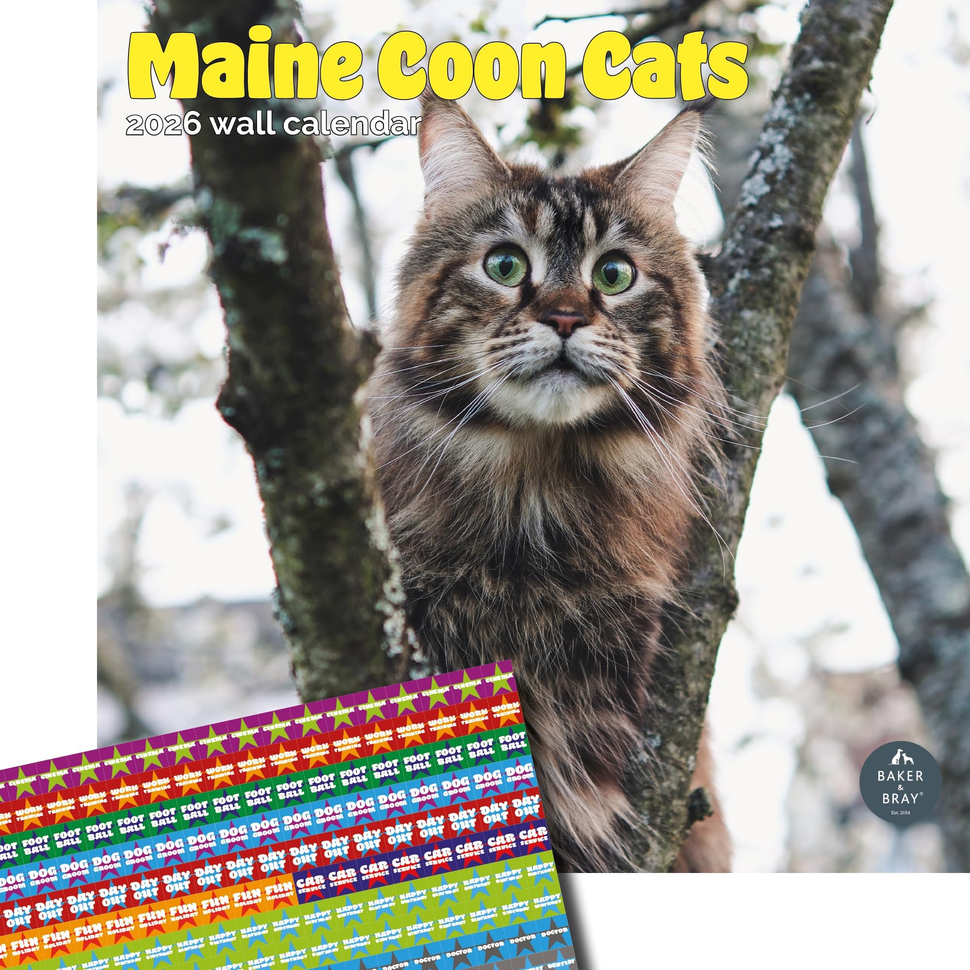 Baker and Bray Maine Coon Cats Calendar 2026, Large Square Wall Calendar With Organisational Stickers, 16 Month, Maine Coon Cats Gift Cat Calendar