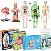Teyva Daily Set of 4 Human Body Anatomy Model Kit Interactive Science Kit | Glow in Dark Human Body Mode Detachable Torso Skeleton Brain and Guide Book, Educational Science Physiology Gifts Supplies