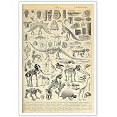 Dinosaur Fossil Poster Animal Bones Illustration Decor Vintage Style Illustration For Room Aesthetic Canvas dinosaur Wall Art And Prints Suitable For Home Wall Decor Office Bedroom 12x16in Unframe