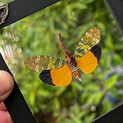 2 Real Scorpion Lanternfly Butterfly Glass Frames