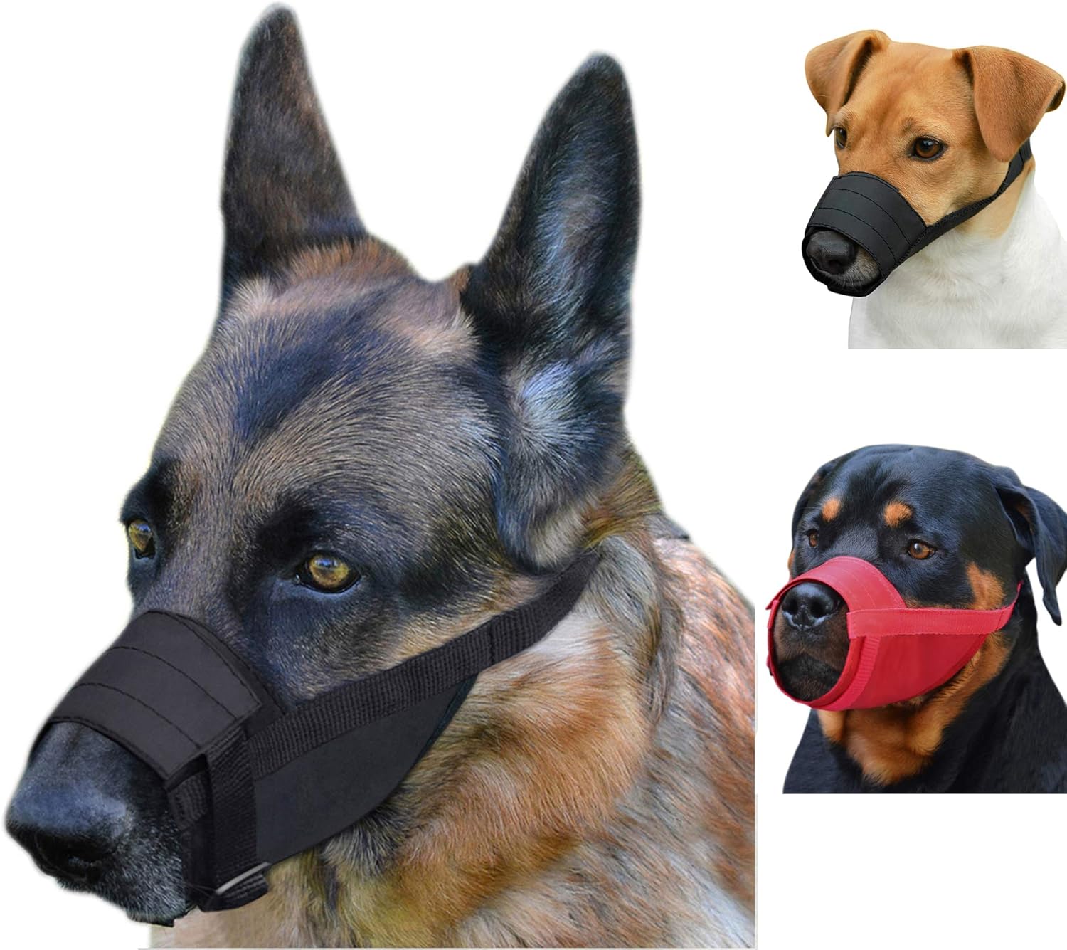 labrador muzzle