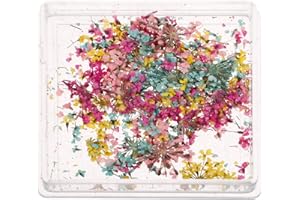 Healvian 1 Box Dried Flower Nail Art with Assorted Colors and Japanese Style Storage Box for Color