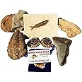 Fossil Collection Gift Pack - 7 Large Genuine Fossils - Dinosaur Bone, Megalodon Tooth Partial, Agadir Ammonite, Spinosaurus Tooth, Calymene Trilobite, Split Ammonite, Fossil Fish -by DINOSAURS ROCK