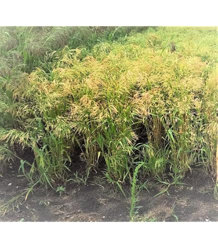 German Millet Foxtail Millet Has A Drooping Foxtail German Foxtail