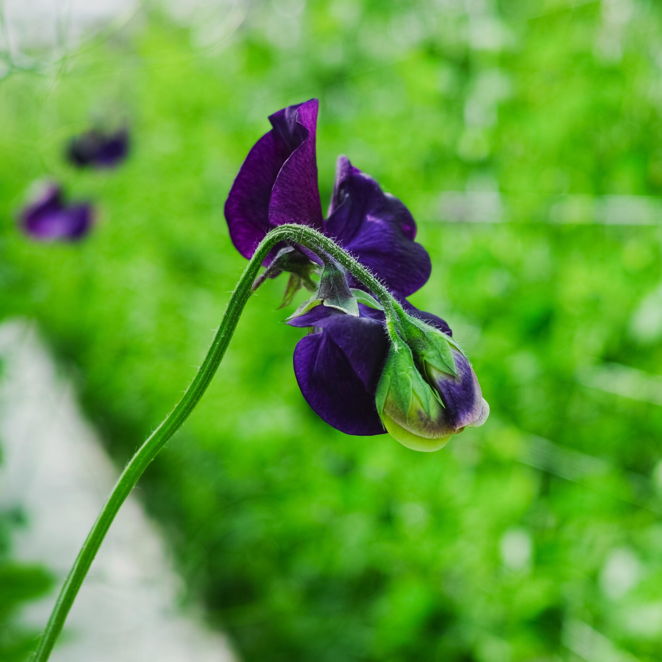 PREMIER SEEDS DIRECT - Sweet Pea - Royal Family Blue - 50 Flower Seeds