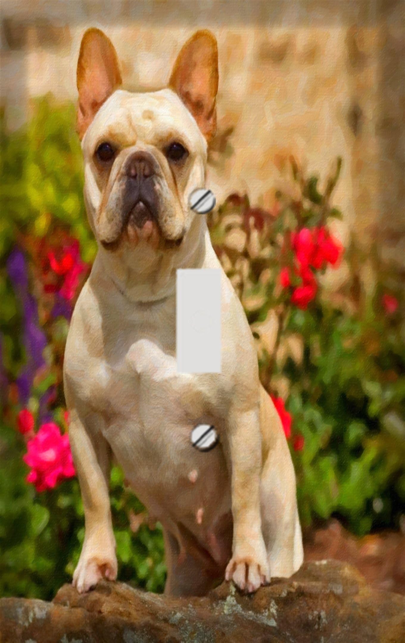 French Bulldog Switchplate - Switch Plate Cover
