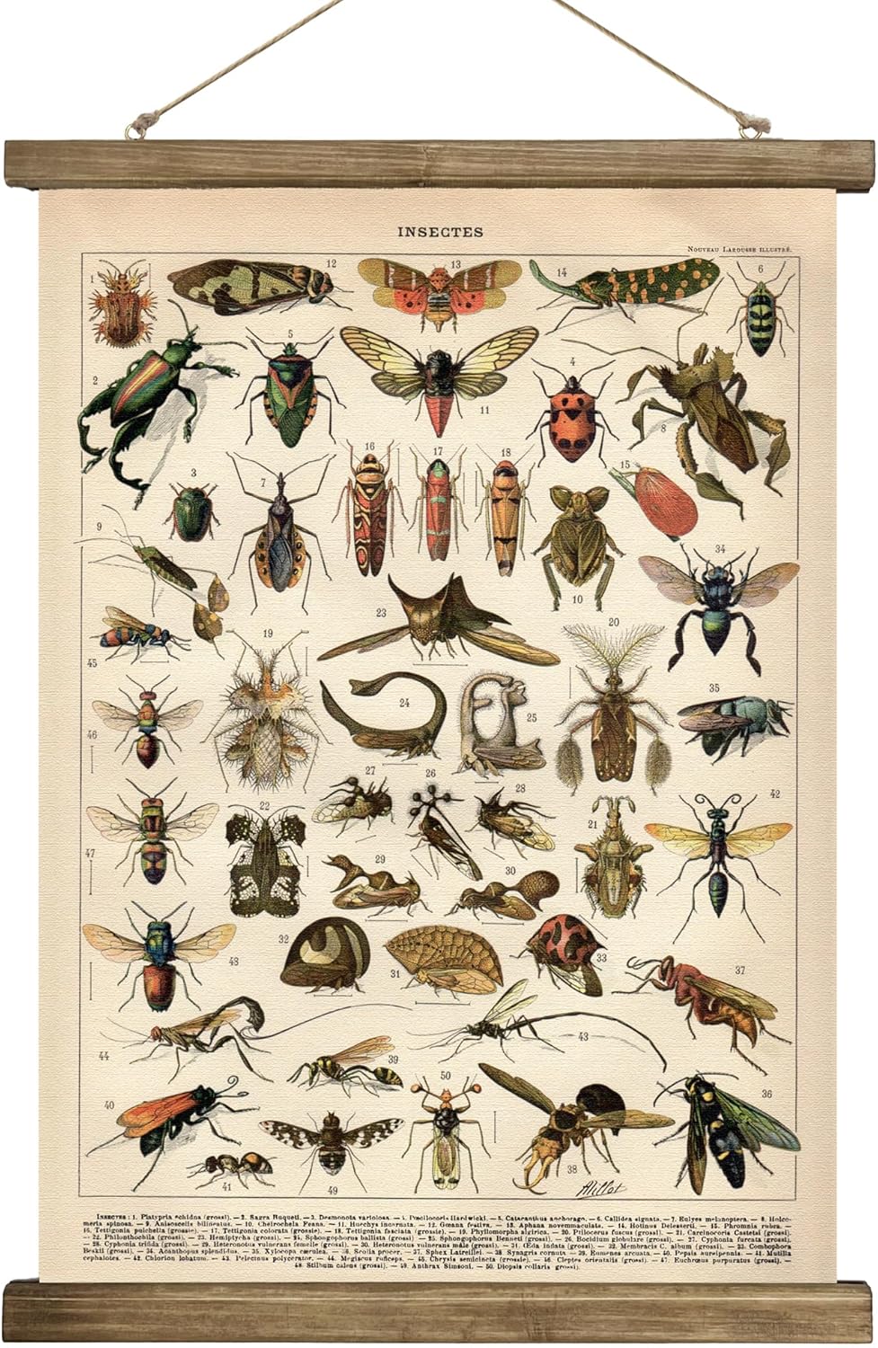 Wall Décor - SHOXREM Vintage Poster,Rustic Art Prints, Retro Style of Wall Hanging for Living Room Office Classroom Bedroom Playroom Apartment Decor. (Insects B 1Panels, 16“ x 24”)
