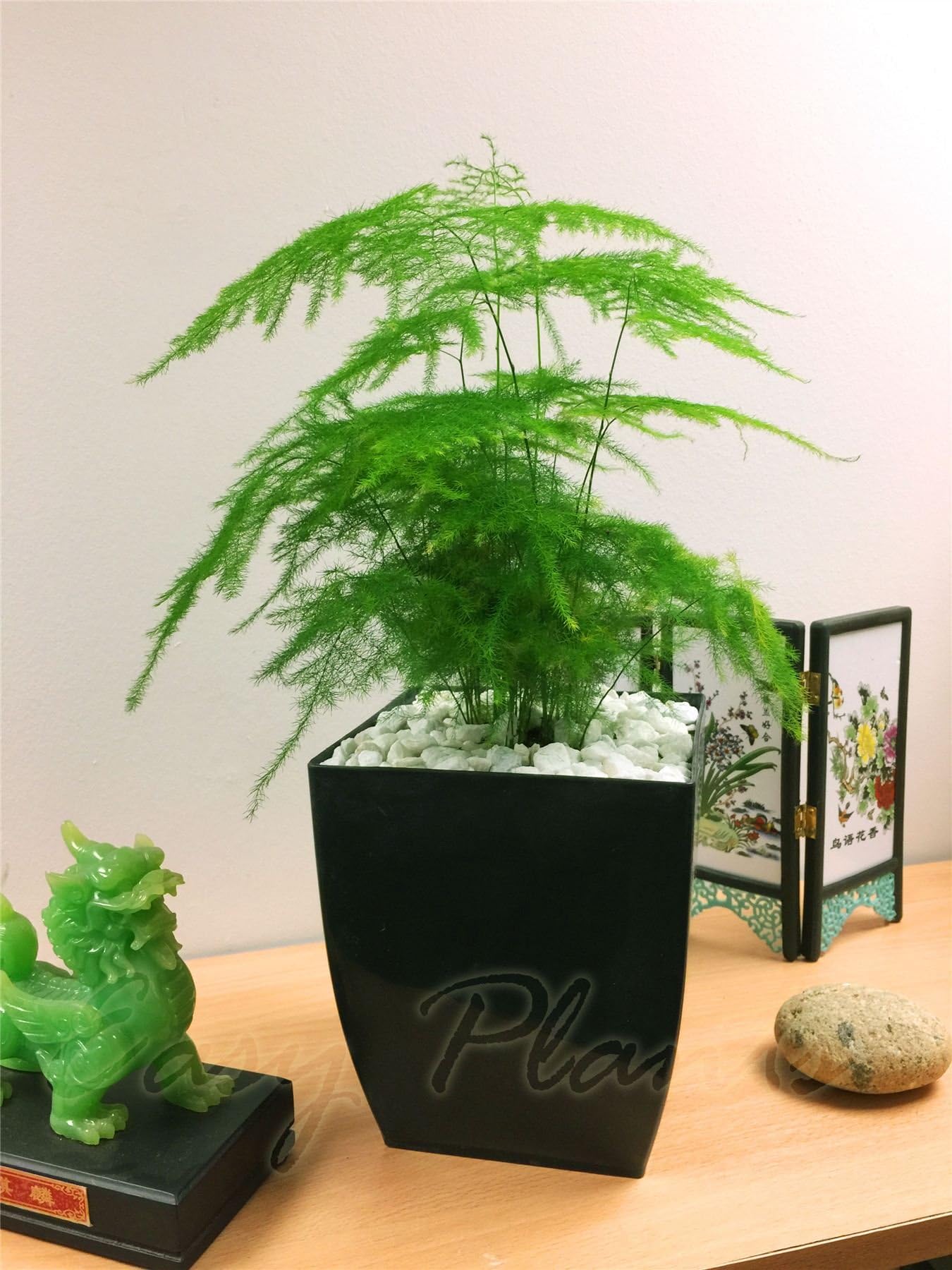 Life Improver 1 Evergreen Asparagus Setaceus Fern Table Plant @ Gloss Black Milano Square Pot
