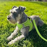 Joytale Step in Dog Harness Soft Mesh Reflective Easy Walk M Green view 2