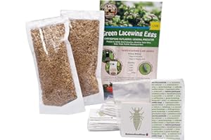 BUG SALES Green Lacewing 5000 Eggs - Good Bugs