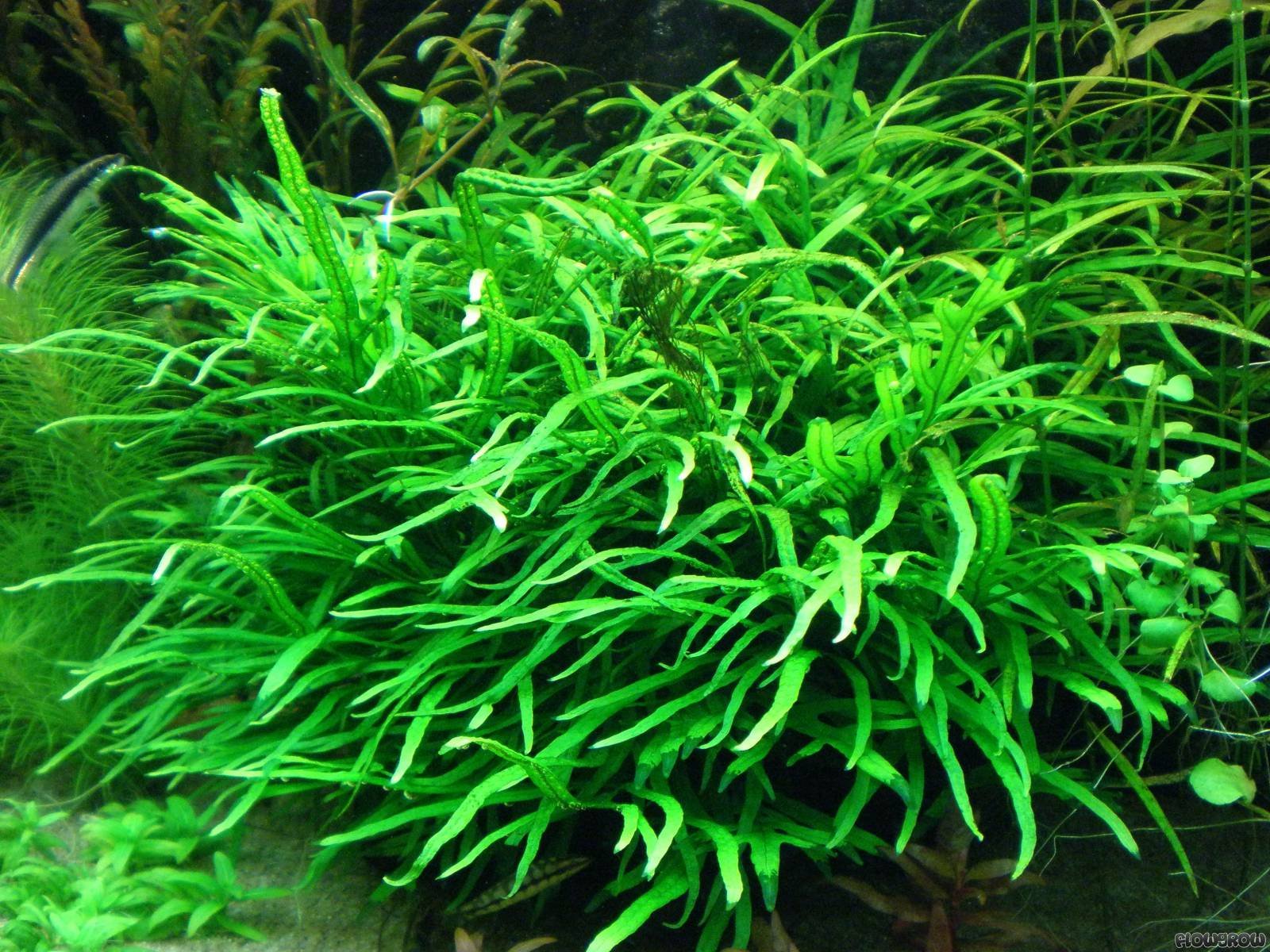 Java Fern Trident Easy Tropical Live Aquarium Plant Buy Online in