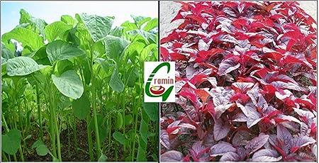 Seedstores : Hybrid Leafy Vegetable Seeds Combo Pack 2 in 1 : Spinach Green & Spinach Red Seeds for Kitchen Terrace Top Balcony Poly House Gardening - 10 Grams Each