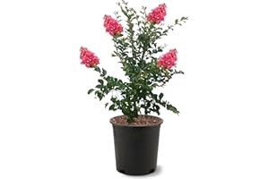 American Plant Exchange Tuscarora Crape Myrtle Tree Live, 3-Gallon Pot, 1-2ft Tall, Dark Pink Flowers, Drought-Tolerant, Large Outdoor Landscape Accent, Year-Round Beauty