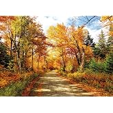 SJOLOON Fall Photography Backdrop Autumn Backdrop Fallen Leaves Real Natural Landscape Photography Background for Party Decoration Banner Baby Shower Studio Props 11631 (7x5FT)